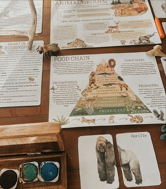 Interactive animal classification study materials, food chain concepts, and wildlife illustrations on a wooden table.