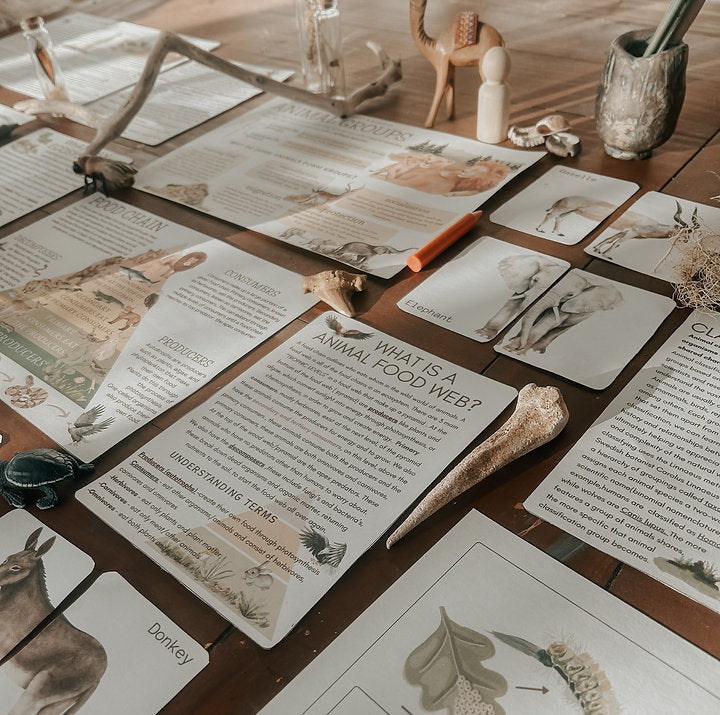 Interactive animal classification materials and food web education resources on a wooden table.