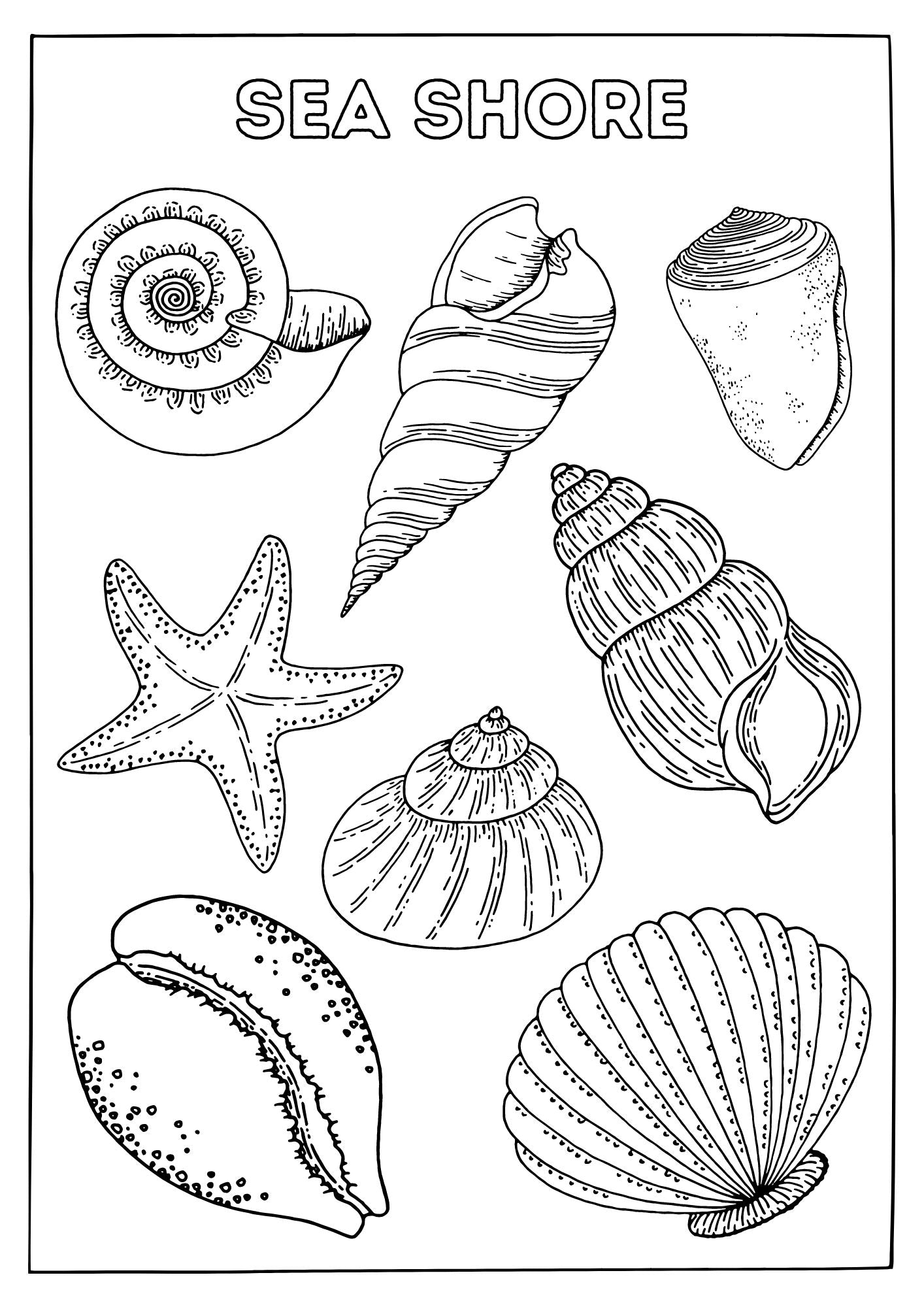 Black and white coloring page of various sea shells and starfish labeled 'Sea Shore'.